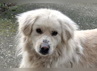 BELLO❤️sanfter, treuer Retriever-Mix sucht Geborgenheit
