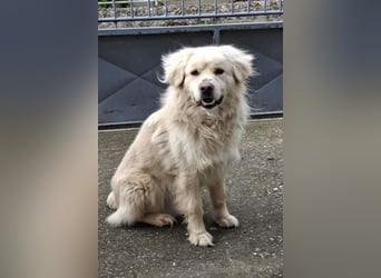 BELLO❤️sanfter, treuer Retriever-Mix sucht Geborgenheit