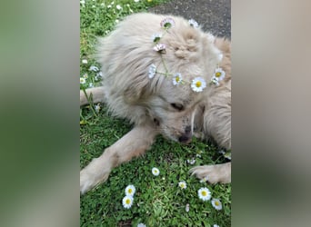 BELLO❤️sanfter, treuer Retriever-Mix sucht Geborgenheit