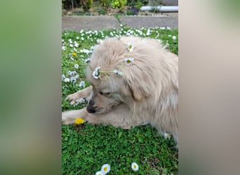 BELLO❤️sanfter, treuer Retriever-Mix sucht Geborgenheit