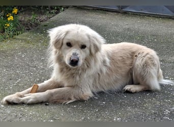 BELLO❤️sanfter, treuer Retriever-Mix sucht Geborgenheit