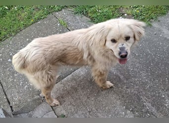 BELLO❤️sanfter, treuer Retriever-Mix sucht Geborgenheit