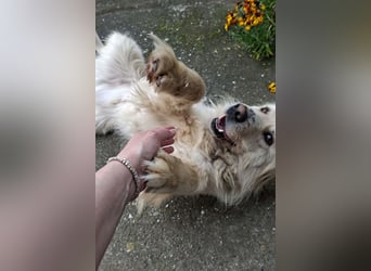 BELLO❤️sanfter, treuer Retriever-Mix sucht Geborgenheit