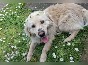 BELLO❤️sanfter, treuer Retriever-Mix sucht Geborgenheit