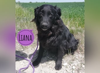 Liana eine gutmütige Seele