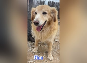 Finn, 08/19 - süßer Senior sucht Familie
