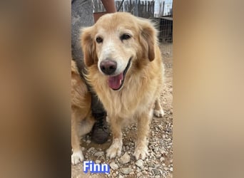 Finn, 08/19 - süßer Senior sucht Familie
