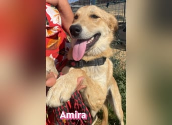 Amira, 01/25 - treue Hündin sucht Familie