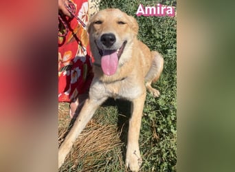 Amira, 01/25 - treue Hündin sucht Familie