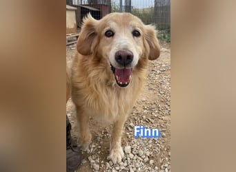 Finn, 08/19 - süßer Senior sucht Familie