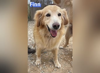 Finn, 08/19 - süßer Senior sucht Familie