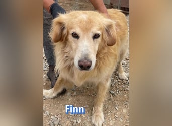 Finn, 08/19 - süßer Senior sucht Familie