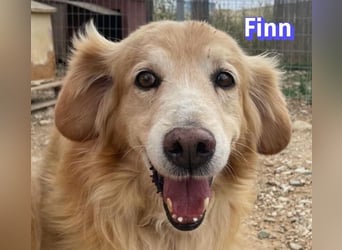 Finn, 08/19 - süßer Senior sucht Familie