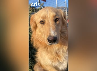 Aris, 06/24 - wunderschöner Junghund sucht Familie