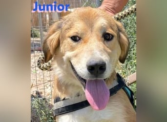 Junior - schüchtern und verschmust