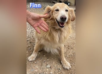 Finn, 08/19 - süßer Senior sucht Familie