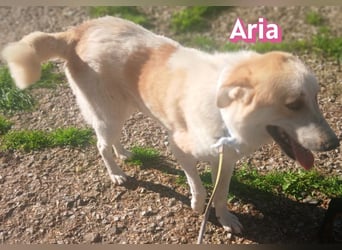 Aria, 12/24, GR – sucht ihr Happy End