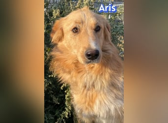 Aris, 06/24 - wunderschöner Junghund sucht Familie