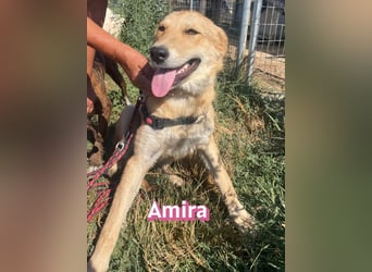 Amira, 01/25 - treue Hündin sucht Familie