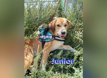 Junior - schüchtern und verschmust