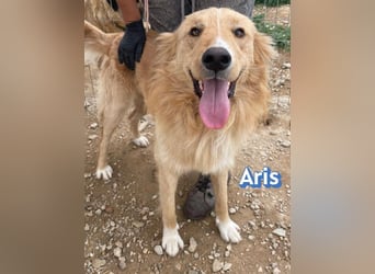 Aris, 06/24 - wunderschöner Junghund sucht Familie