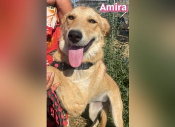 Amira, 01/25 - treue Hündin sucht Familie