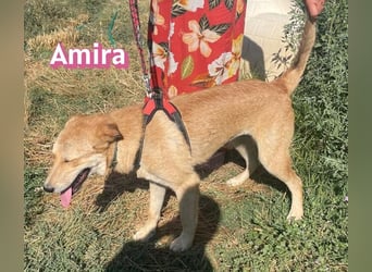 Amira, 01/25 - treue Hündin sucht Familie
