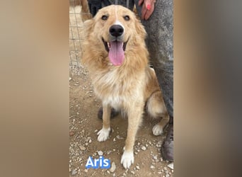 Aris, 06/24 - wunderschöner Junghund sucht Familie
