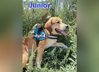 Junior - schüchtern und verschmust