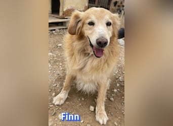Finn, 08/19 - süßer Senior sucht Familie