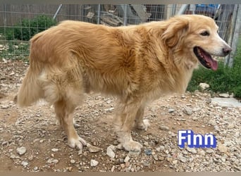 Finn, 08/19 - süßer Senior sucht Familie