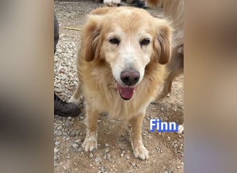 Finn, 08/19 - süßer Senior sucht Familie