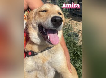 Amira, 01/25 - treue Hündin sucht Familie