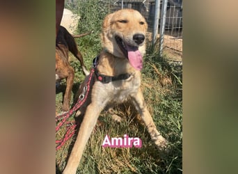 Amira, 01/25 - treue Hündin sucht Familie