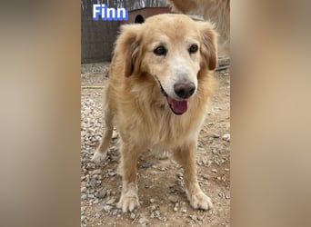 Finn, 08/19 - süßer Senior sucht Familie