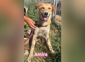 Amira, 01/25 - treue Hündin sucht Familie