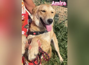 Amira, 01/25 - treue Hündin sucht Familie
