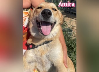Amira, 01/25 - treue Hündin sucht Familie