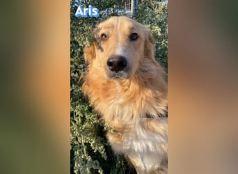 Aris, 06/24 - wunderschöner Junghund sucht Familie