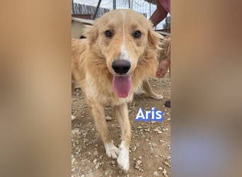 Aris, 06/24 - wunderschöner Junghund sucht Familie