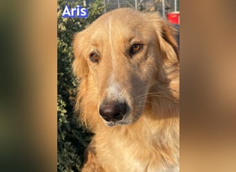 Aris, 06/24 - wunderschöner Junghund sucht Familie