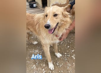 Aris, 06/24 - wunderschöner Junghund sucht Familie