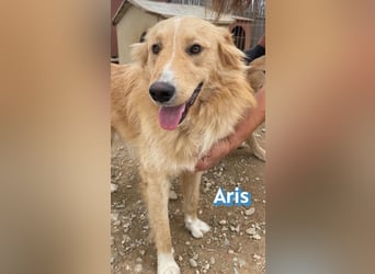 Aris, 06/24 - wunderschöner Junghund sucht Familie