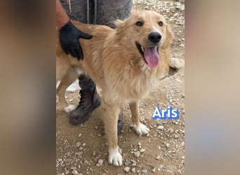 Aris, 06/24 - wunderschöner Junghund sucht Familie