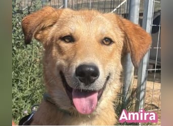 Amira, 01/25 - treue Hündin sucht Familie