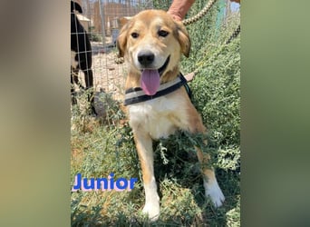 Junior - schüchtern und verschmust