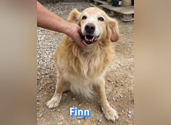 Finn, 08/19 - süßer Senior sucht Familie