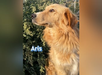 Aris, 06/24 - wunderschöner Junghund sucht Familie