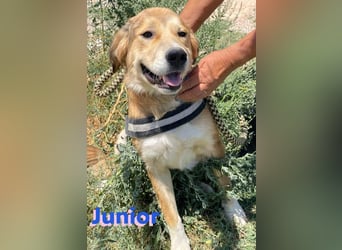 Junior - schüchtern und verschmust