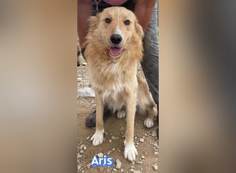 Aris, 06/24 - wunderschöner Junghund sucht Familie